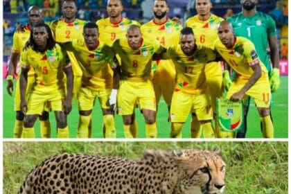 Cheetah of Benin