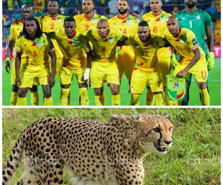 Cheetah of Benin
